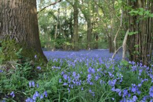 Bluebells in our ancient woodland