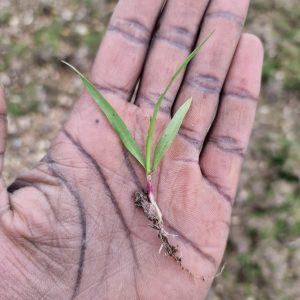 Germinated barley seed