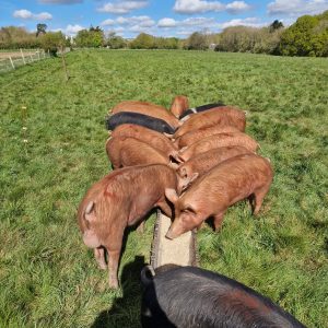 Boars feeding in their new paddock