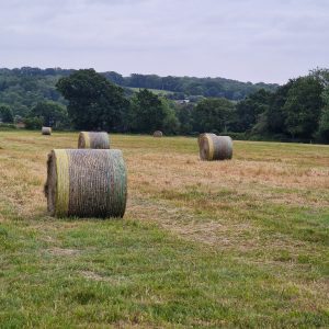 Haylage