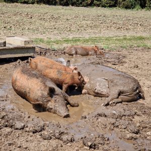 Ginger ninjas mud bathing